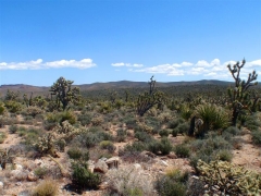 lots of Joshua Trees and cacti