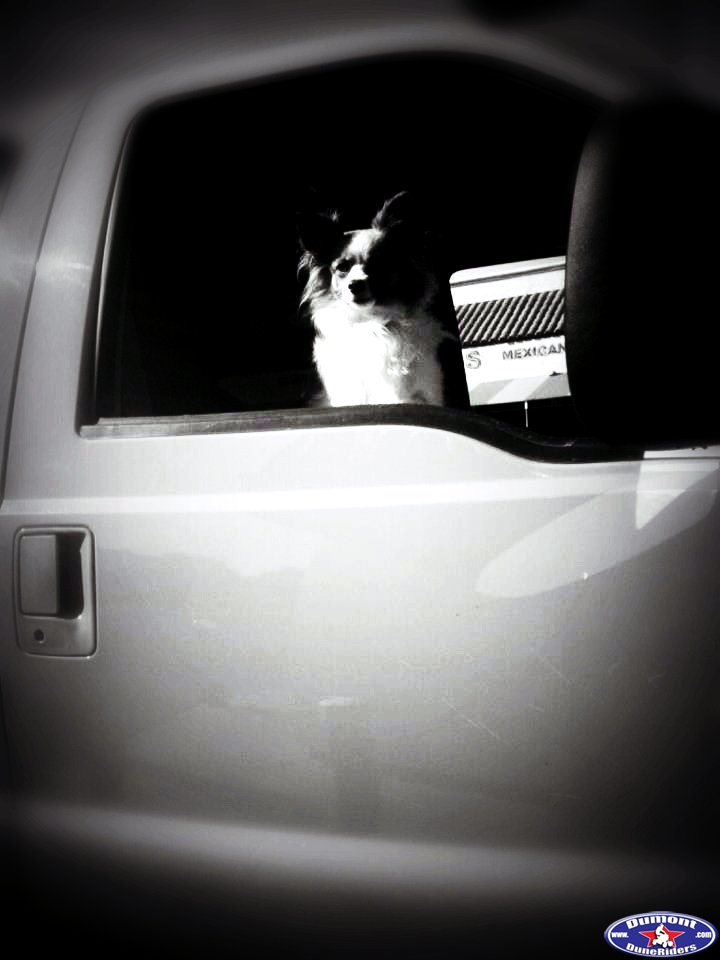 Kweensterr in the pumpkin truck