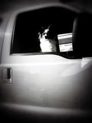 Kweensterr in the pumpkin truck