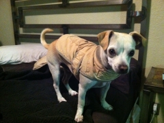 My dog Bobby was LOST/STOLEN @ Dumont Dunes