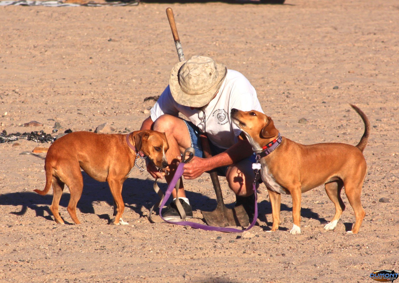 Lou and the dogs