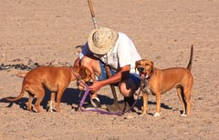 Lou and the Dogs