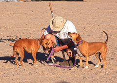 Lou and the dogs